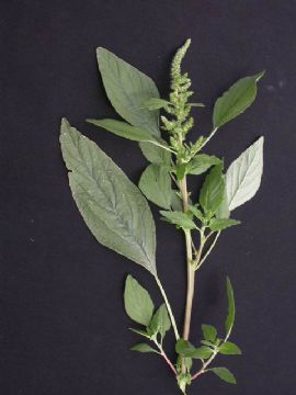 Amaranthus Retrofoexus Extract